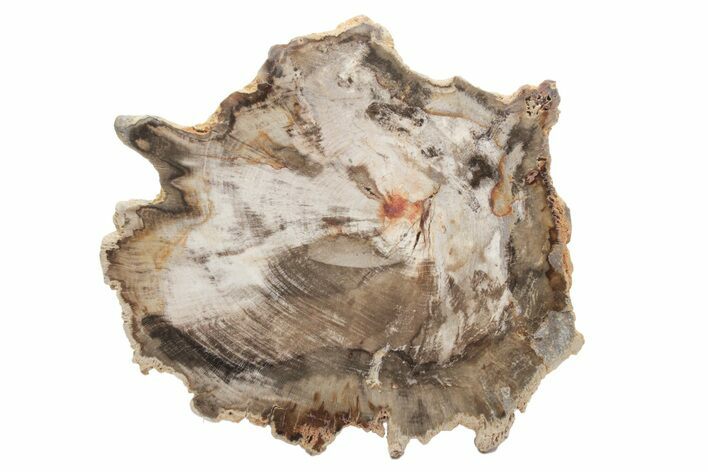 Petrified Wood (Beech) Round - Deschutes River, Oregon #219323